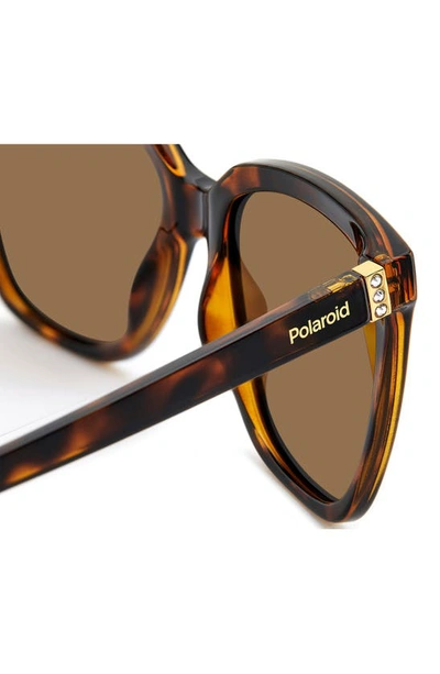 Shop Polaroid 55mm Polarized Square Sunglasses In Havana/ Bronze Polarized