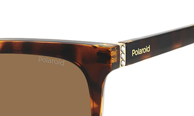 Shop Polaroid 55mm Polarized Square Sunglasses In Havana/ Bronze Polarized