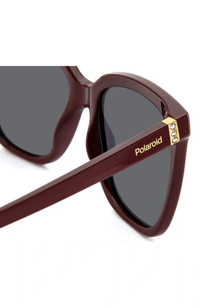 Shop Polaroid 55mm Polarized Square Sunglasses In Burgundy/ Gray Polarized