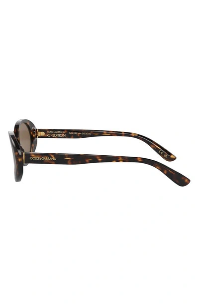 Shop Dolce & Gabbana 52mm Oval Sunglasses In Havana