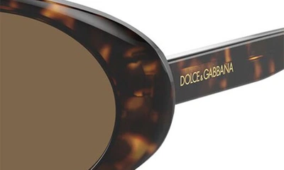 Shop Dolce & Gabbana 52mm Oval Sunglasses In Havana