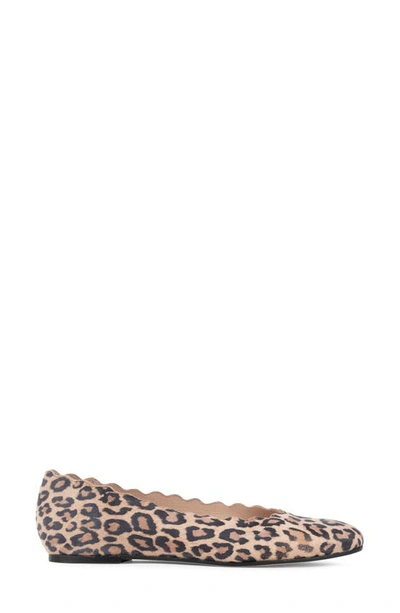 Shop Patricia Green Palm Beach Scalloped Ballet Flat In Leopard