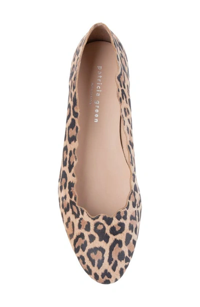 Shop Patricia Green Palm Beach Scalloped Ballet Flat In Leopard