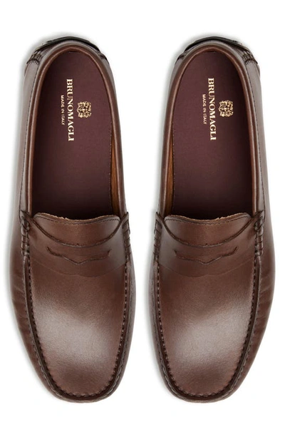 Shop Bruno Magli Xane Driving Penny Loafer In Brown Leather