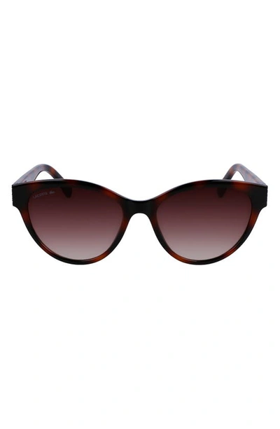Shop Lacoste 55mm Gradient Cat Eye Sunglasses In Tortoise
