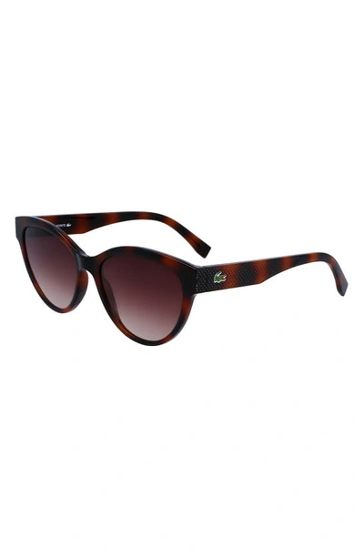 Shop Lacoste 55mm Gradient Cat Eye Sunglasses In Tortoise