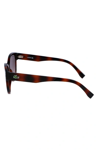 Shop Lacoste 55mm Gradient Cat Eye Sunglasses In Tortoise