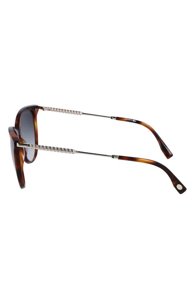 Shop Lacoste 54mm Gradient Oval Sunglasses In Havana
