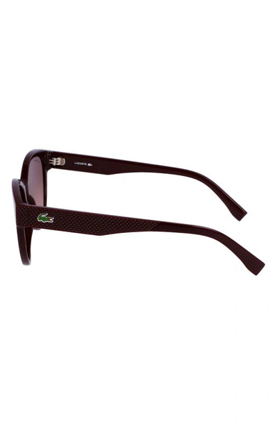 Shop Lacoste 55mm Gradient Cat Eye Sunglasses In Burgundy
