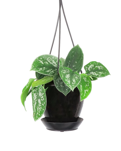 Thorsen's Greenhouse Live Satin Pothos Plant In Black