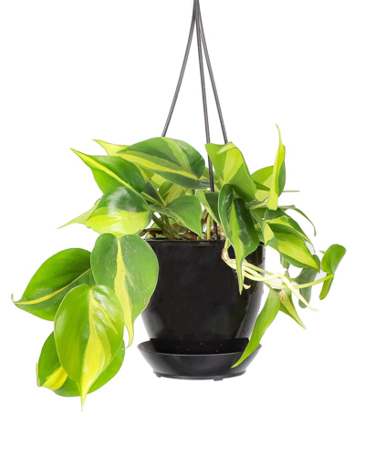 Shop Thorsen's Greenhouse Live Brazil Philodendron In Black