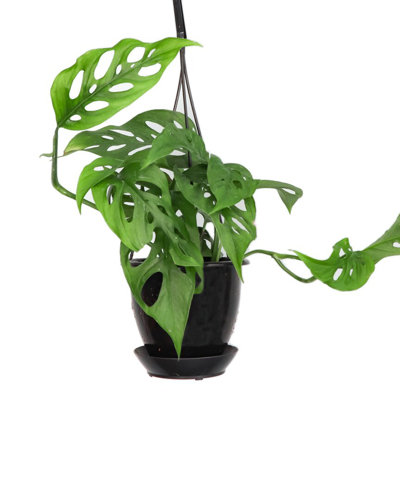 Shop Thorsen's Greenhouse Live Swiss Cheese Monstera Plant In Black
