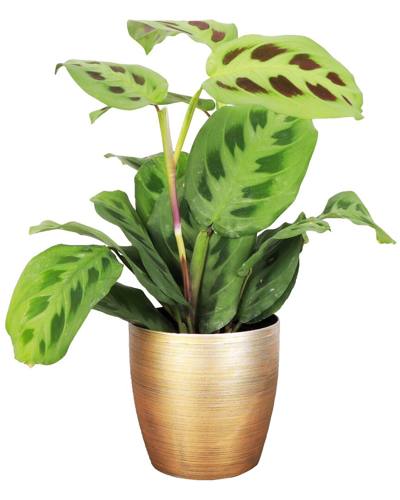 Thorsen's Greenhouse Live Green Prayer Plant In Gold Holiday Pot In Gold