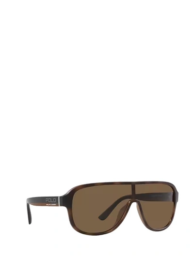 Shop Polo Ralph Lauren Sunglasses In Matte Havana Brown