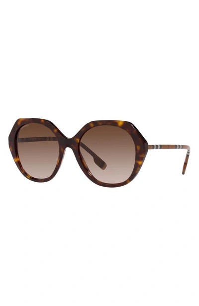 Shop Burberry 55mm Round Sunglasses In Dark Havana