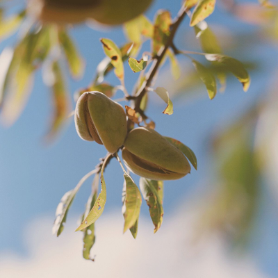 L'occitane Almond Shower Oil In Gold