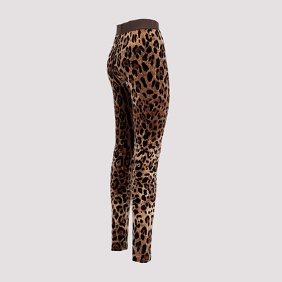 Shop Dolce & Gabbana Cotton Leggings Pants In Brown