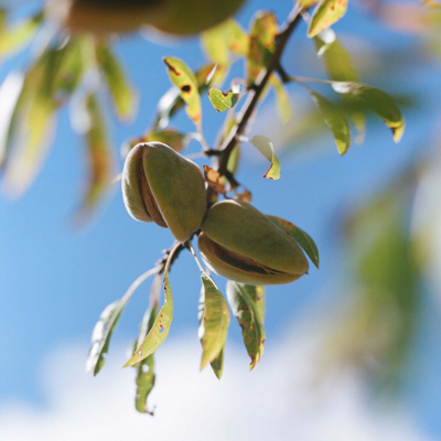 Shop L'occitane Almond Shower Oil Refill Duo