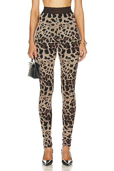 Shop Dolce & Gabbana Stretch Legging In Leopard