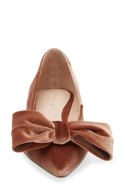 Shop Cecelia New York Brie Bow Pointed Toe Flat In Dark Taupe Velvet