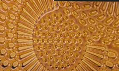 Voluspa Baltic Amber Candle In Baltic Amber