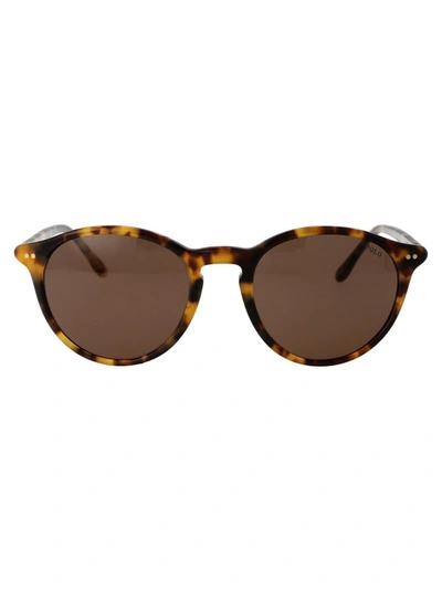 Shop Polo Ralph Lauren Sunglasses In 535273 Shiny Spotty Havana