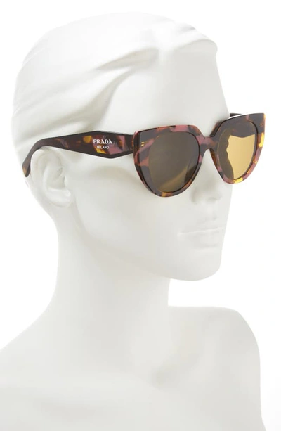 Shop Prada 52mm Cat Eye Sunglasses In Dark Brown