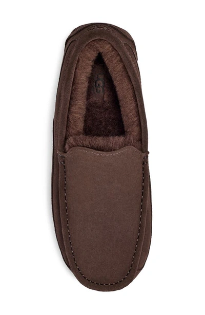 Shop Ugg Ascot Slipper In Dusted Cocoa