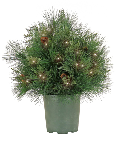 Shop Hgtv 26in Black Tie Christmas Needles & Cedar Urn Filler In Green