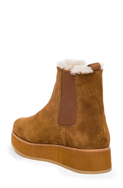 Shop Bernardo Footwear Patterson Genuine Shearling Platform Chelsea Boot In Tobacco