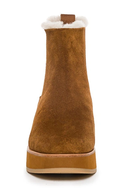 Shop Bernardo Footwear Patterson Genuine Shearling Platform Chelsea Boot In Tobacco