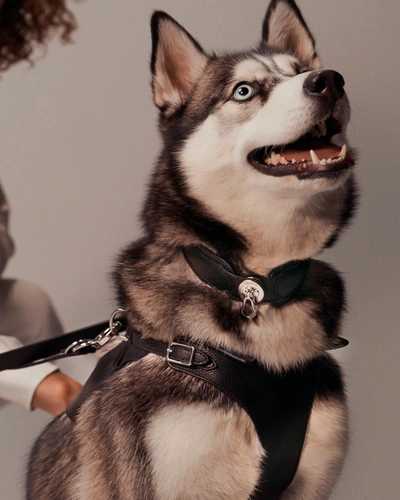 Shop Pagerie Noir Dorro Dog Collar Leather