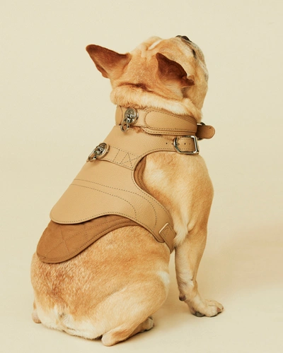 Shop Pagerie Sand Babbi Dog Harness Leather