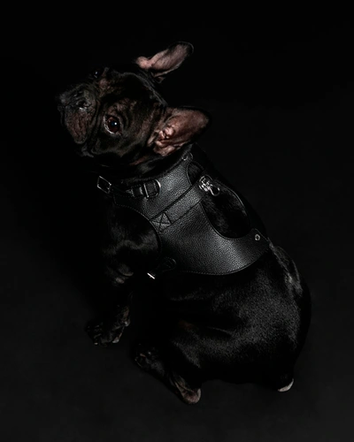 Shop Pagerie Noir Colombo Dog Harness Leather