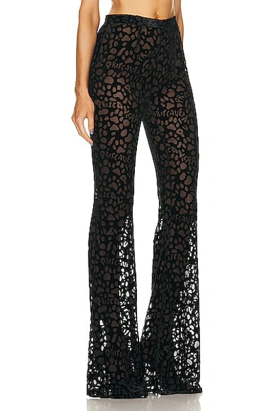 Shop Priscavera Fitted Flared Pant In Black