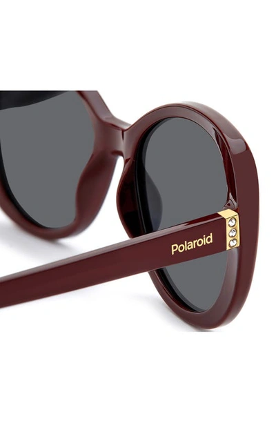 Shop Polaroid 55mm Polarized Round Sunglasses In Burgundy/ Gray Polarized