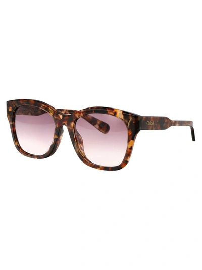 Shop Chloé Chloe Sunglasses In 003 Havana Havana Violet