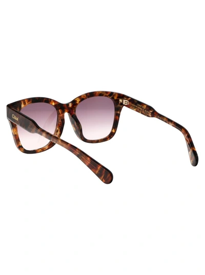 Shop Chloé Chloe Sunglasses In 003 Havana Havana Violet