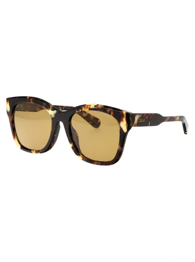 Shop Chloé Chloe Sunglasses In 004 Havana Havana Brown