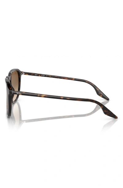 Shop Ray Ban 52mm Square Sunglasses In Havana