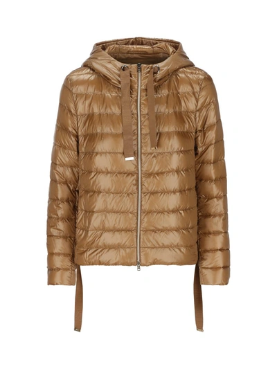 Shop Herno Coats In Brown