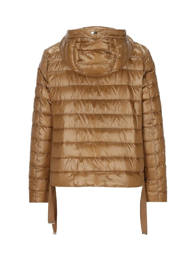 Shop Herno Coats In Brown