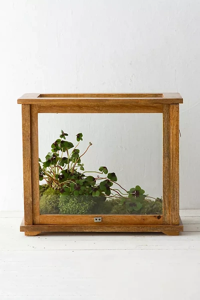 Terrain Specimen Case Terrarium In Multicolor