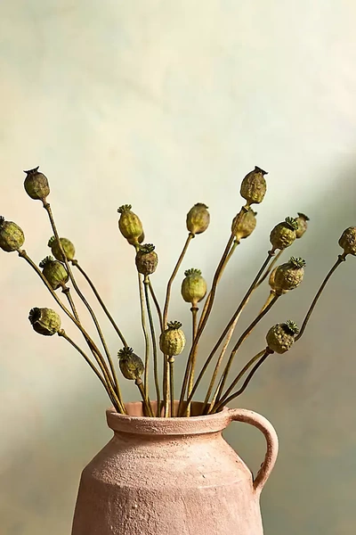 Terrain Dried Papaver Bunch
