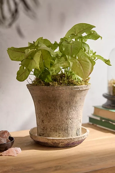 TERRAIN EARTH FIRED CLAY CYLINDER POT + SAUCER SET 
