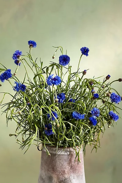 Shop Terrain Fresh Cornflower Bunch