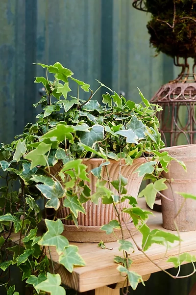 Terrain Daisy Terracotta Pot + Saucer Set