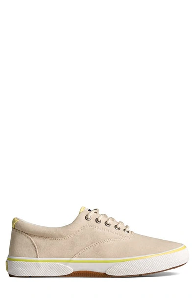 Shop Sperry Top-sider® Halyard Sneaker In Cement