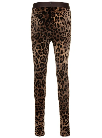 Shop Dolce & Gabbana Animalier Velour Leggings In Brown