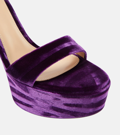 Gianvito Rossi Zebra Velvet Platform Sandals In Purple